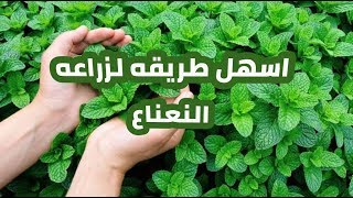 زراعه النعناع في المنزل، علي الحائط، اسهل طريقه لزراعه النعناع.