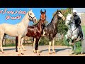 Ch umar riasat gujjar ka khubsurat shauk most beautiful neza baz horses