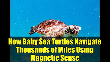 How Baby Sea Turtles Navigate Thousands of Miles Using Magnetic Sense