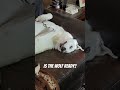 I brought the wolf inside and now I'm afraid. #whitegsd #whitewolf #youtubeshorts #workingk9
