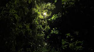 Finding Peace in the Rain 🌧️✨..#RainAesthetic #NightVibes #Cinematic #RainLover  #Streetlight