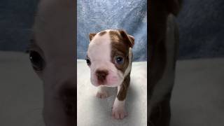 Boston Terrier Puppy Playing Hard To Get  Adorable Red Bostie Girl Ready For Snuggles #puppy