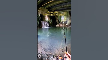 MANCING NILA di sini idaman para ANGLER DIJAMIN PANEN IKAN #pemancingnila #fishing #shorts