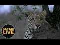 safariLIVE - Sunrise Safari - August 19, 2018