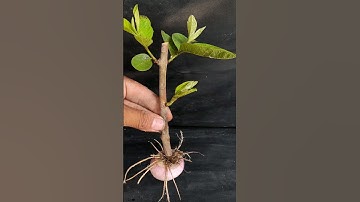 Propagate guava tree from cutting with onion,, how to grow guava tree at home