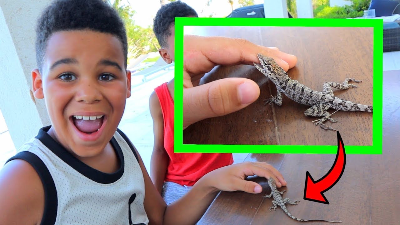 We Found Lizards In Our Backyard Youtube