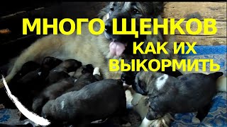 Много щенков, как выкормить кавказская овчарка