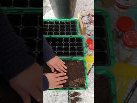 Video: Kağıt Beyazı Tohumların Çimlenmesi - Tohumdan Kağıt Beyazı Ekimi - Bahçecilik Bilgisi