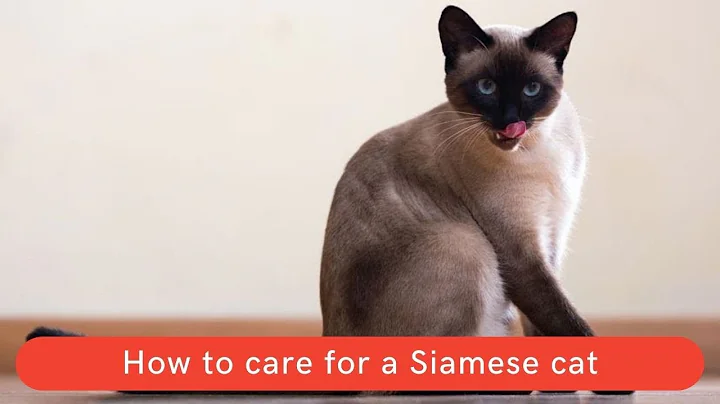 Watch the video about How to care for a Siamese cat || How to take care a Siamese cat