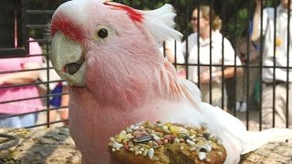 Долгожители среди животных Долгожители среди животных