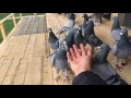 Правильное содержание спортивных голубей
