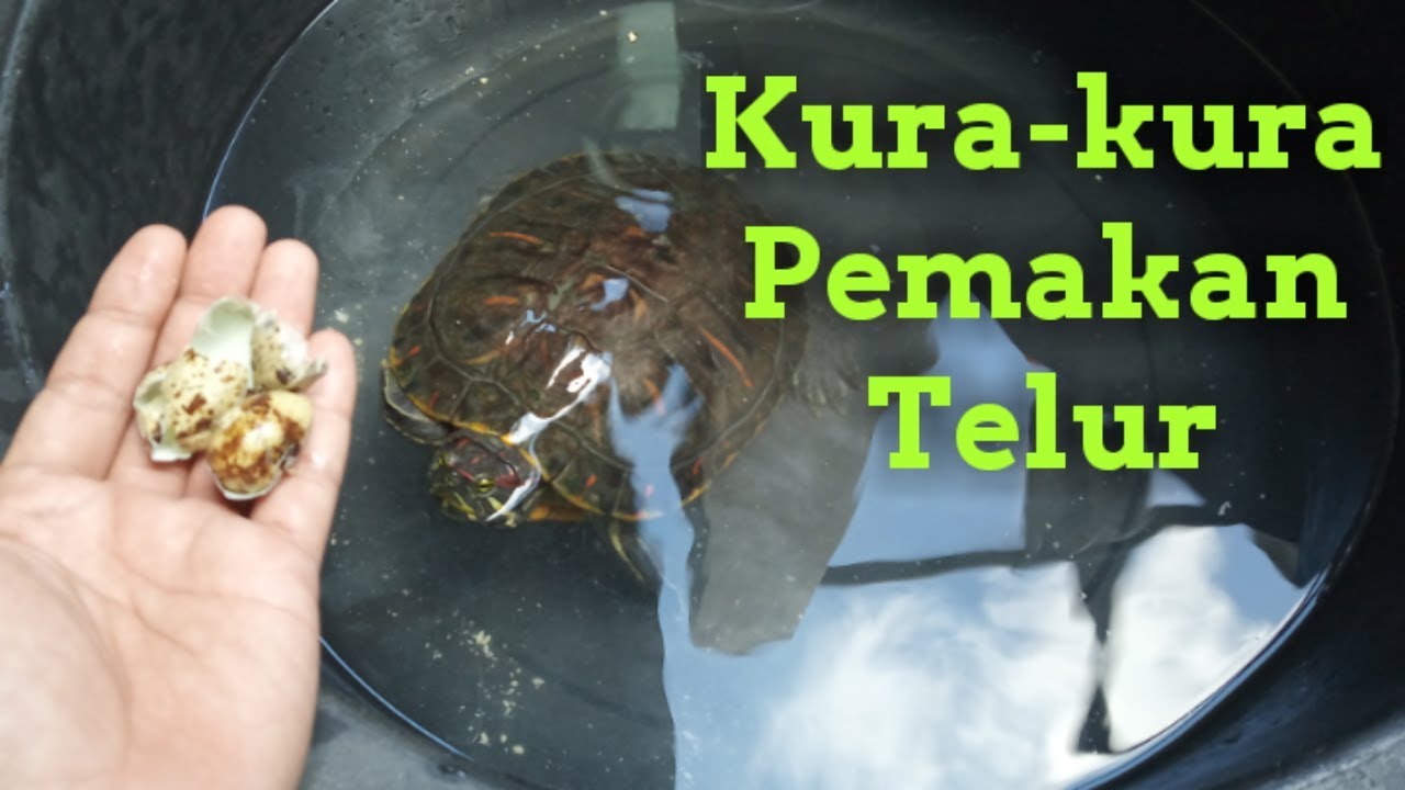 Kura-kura Suka Makan Telur Puyuh 