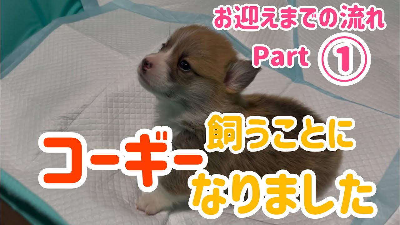 生後1ヶ月の赤ちゃんコーギーに会いに行ったらメロメロになっちゃいました