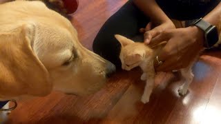 Simba Aur Kitty Mei Friendshiphogi Ya Nhi?? First Interaction Between My Labrador & Kitten