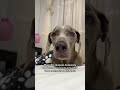 La amo con locura 🥹🤣 #dogshorts #perros #cachorrosdivertidos #weimaraner #mascotas #amorperruno