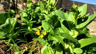 Nexus 6P 240fps Slow Motion - Bee and Flowers :)
