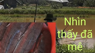 Câu cá lóc dưới chân đèo săn mây. tập 2