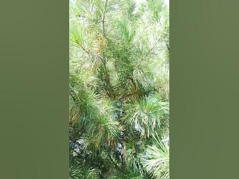 Звенящие кедры России - YouTube