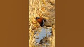 Greater Painted Snipe Call @bdwildbird