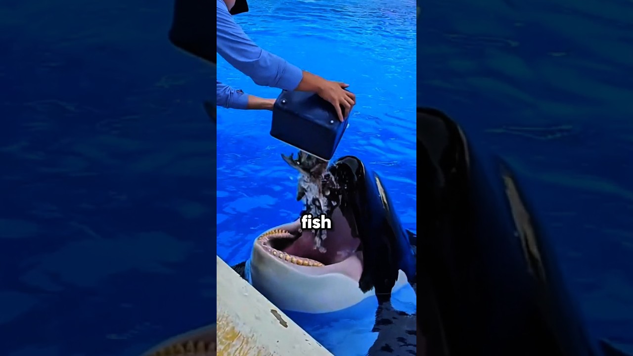 Why Do Orcas Eat Ice? 😳