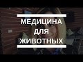 Медицина для животных в Америке | США Калифорния