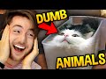 ANIMALS BEING DUMB FOR 15 MINUTES STRAIGHT