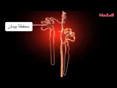 الأحياء الصف الثانى الثانوى الكلية في الانسان