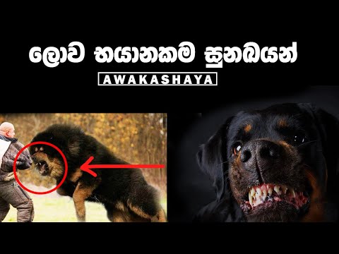 The 10 most Dangerous dog breeds in the earth | You must see this !!