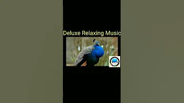 Song of The Birds | Morning Tune Flute Music | Bansuri & Nature Sound |#shorts #shortsvideo #ytshort