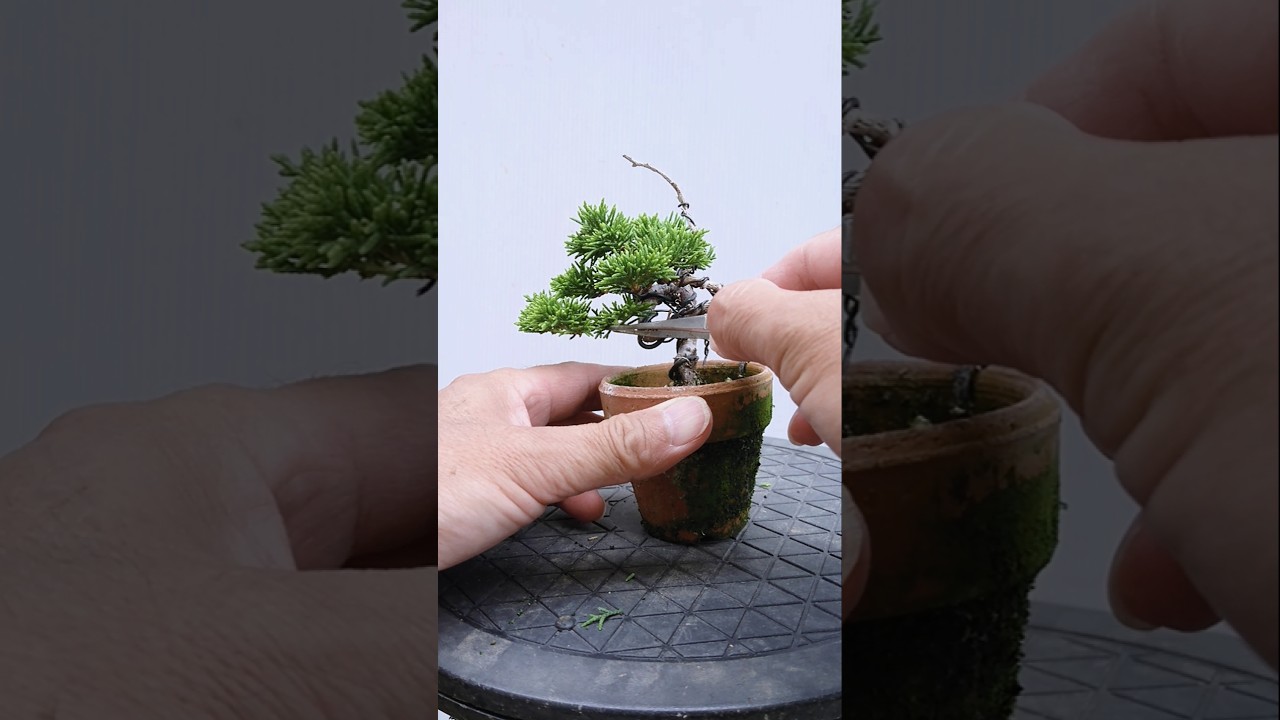 Maintenance of Miniature Juniper Bonsai] / #Shorts / #Bonsai - YouTube