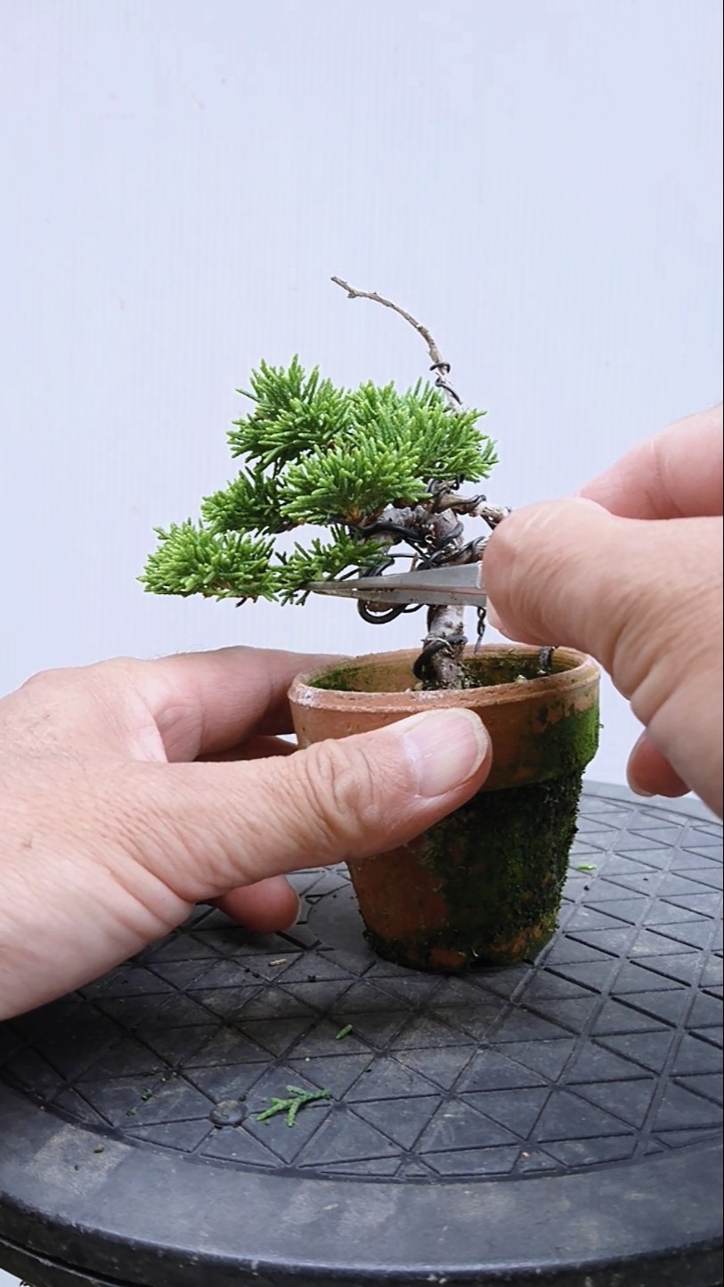 Maintenance of Miniature Juniper Bonsai] / #Shorts / #Bonsai - YouTube