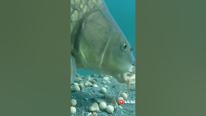 Ikan Mas Babon makan umpan di Kail