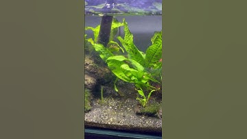 Java fern #aquarium #javamoss #javafern #aquariumfish