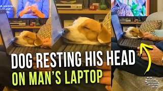 Dog Resting His Head On Mans Laptop While He Is Working