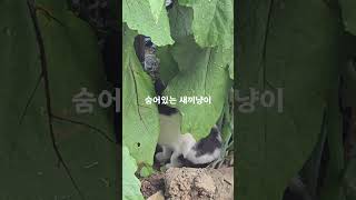 #장미남 #돈방망이 #새마을가수 #새마을 #새마을운동 #근로자 #무재해 #안전제일 #회사원 #공장 #멜론 #최애곡 #음원 #산 #새벽닭 #미스타킴 #미스타킴사단 #KMB컴퍼니