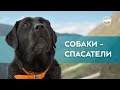 Собаки-спасатели