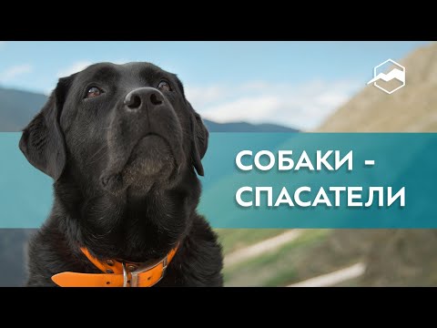 Видео: Собаки, которые спасают жизни: факты о поисково-спасательных собаках
