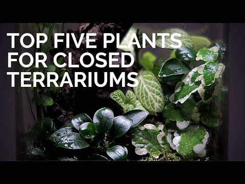 וִידֵאוֹ: איזה צמחים טובים לטרריומים?