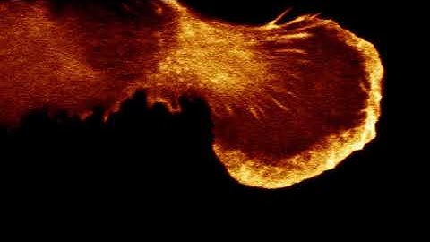 Lamellipodia Dynamics