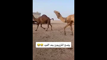 وضع المتزوجين بالعيد 