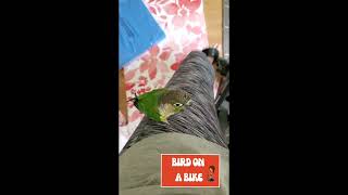 #shorts Bird exercises on a stationary bike! Conure Parrot by Birds and Friends 94 views 1 year ago 20 seconds