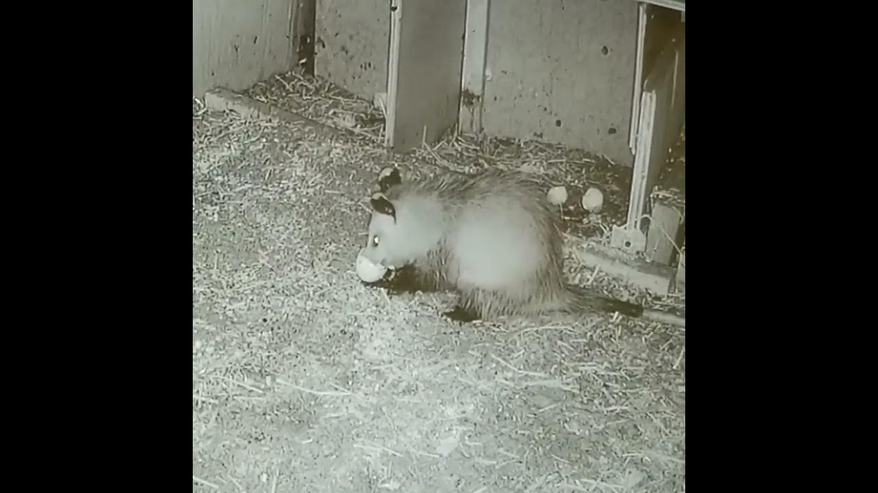 Possum, Opossum, in Chicken Coop eating eggs YouTube