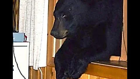 The Gruesome Bear Attack On Barbara Paschke