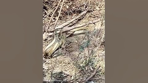 rat snake mating // dhaman ka milan //snake dance