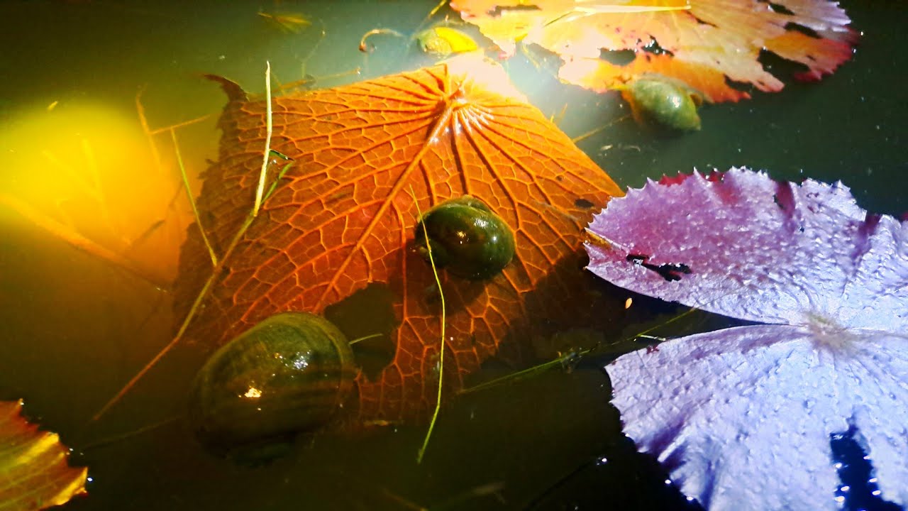 ไปหาหอยเชอรี่ตามหนอง‼️ป้าด‼️สุดยอดคักหลายคักหลายแน23ก.ย68