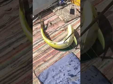 السمكه ديه بتسببلي صرع مش فرح    الصيد 