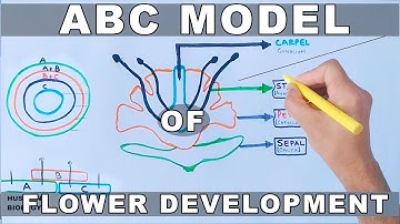 ABC Model of Flower Development