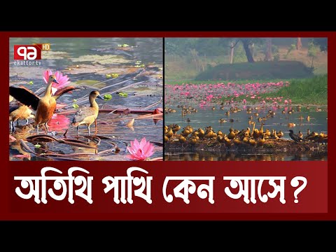 ভিডিও: হাঁস কোথায় প্রকৃতিতে শীত করে এবং শহরে তাদের শীতের বৈশিষ্ট্য কী