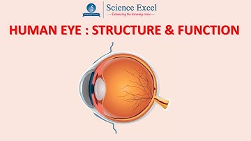 Human Eye: Structure & Function | Science Excel