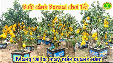 Bưởi cảnh Bonsai thú chơi của đại gia dịp Tết đến xuân về // Xuân Quý Mão 2023